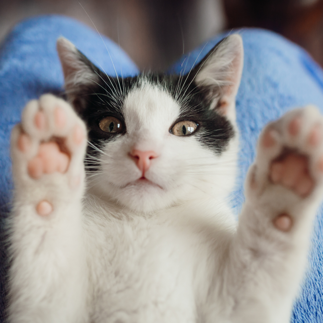 Les Meilleures Litières Agglomérantes en 2025 : Guide Ultime