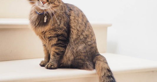 Litière Tofu pour Chat : Meilleure Alternative Naturelle 2026 — litiere tofu chat, alternative naturelle litiere, litiere tofu avantages | LitiereAgglomerante