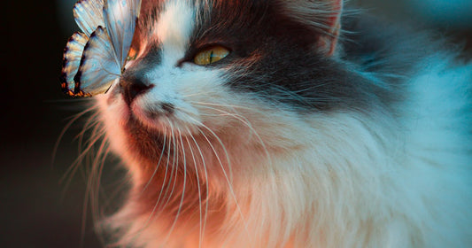 Litière Maïs vs Argile : Quel Choix pour Votre Chat en 2026 ? — litiere mais vs argile, comparatif litiere mais argile, litiere mais chat | LitiereAgglomerante