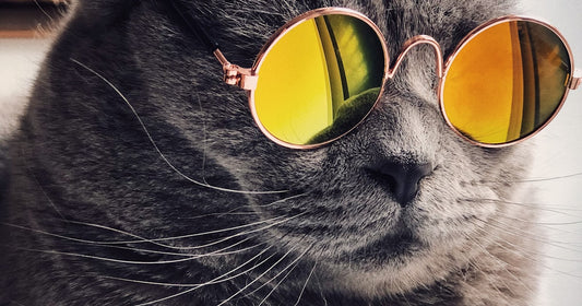 Litière Silice vs Agglomérante : Comparatif Complet et Avantages — litiere silice vs agglomerante, comparatif silice agglomerante, litiere silice chat | LitiereAgglomerante