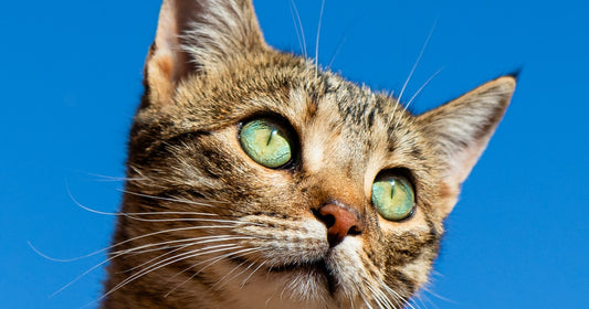 Litière Agglomérante vs Non Agglomérante : Comparatif Définitif 2026 — litiere agglomerante vs non agglomerante, comparatif litiere chat, choisir litiere agglomerante | LitiereAgglomerante